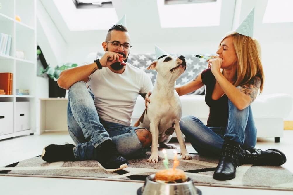 A couple celebrating their dogs birthday